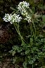 <em>Pritzelago alpina subsp brevicaulis</em>